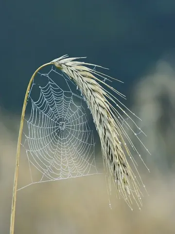 Story Images