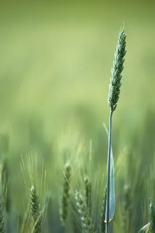 Story