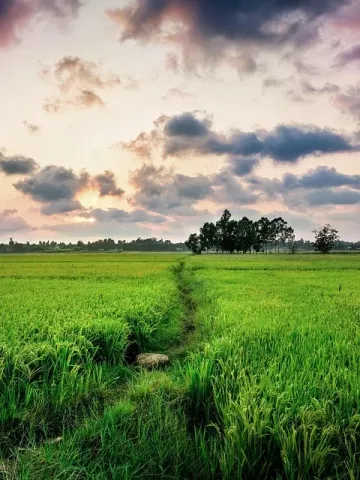Story Images
